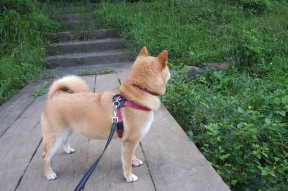 九游娱乐app下载-守门员扑救关键时刻如何反转比赛胜负，守门员扑救动图