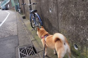 九游.中国官网-澳洲队稳定发挥成为夺冠重要保障，澳洲联赛什么时候开始