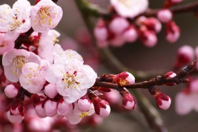 九游官网入口下载-五大联赛球队季前训练营设置对初期表现的影响，五大联赛球队之间的嫡系关系