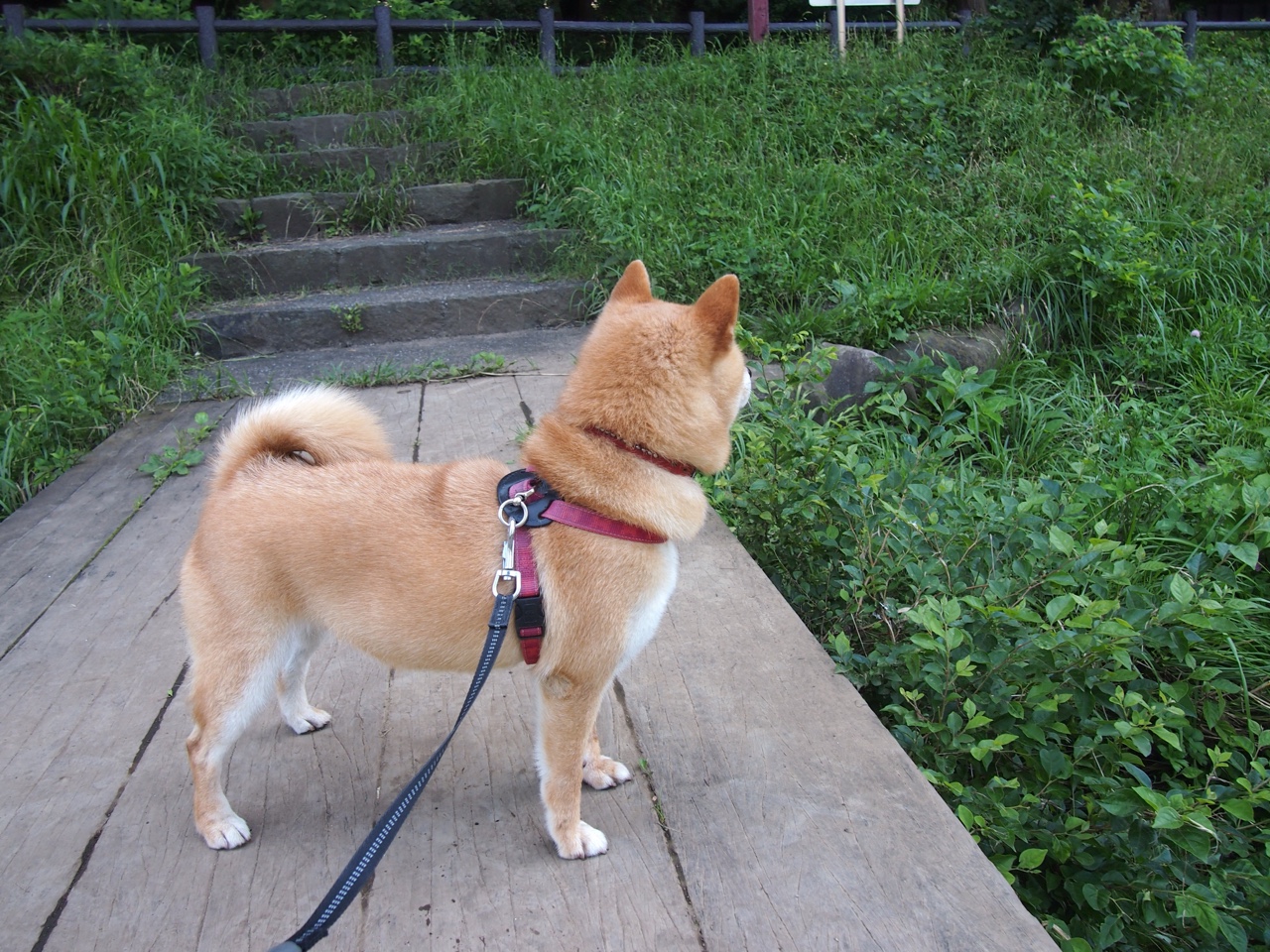 守门员扑救关键时刻如何反转比赛胜负，守门员扑救动图