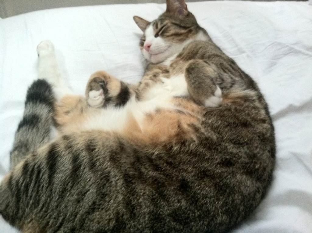 青少年马术基础课程进驻东部多地小学,青少年马术u系列赛