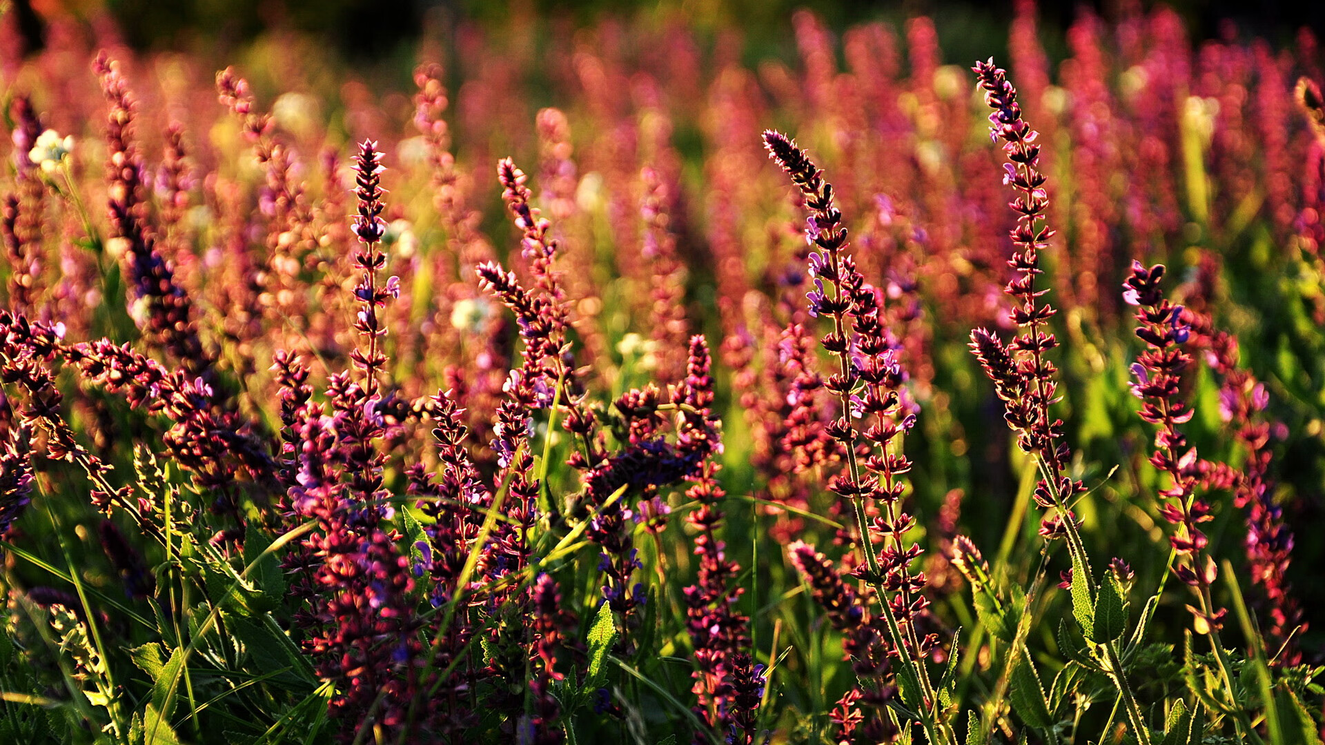 丁俊晖点评年轻选手称未来可期,丁俊晖可爱