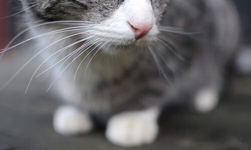 巴黎圣日耳曼豪华战舰剑指欧冠冠军