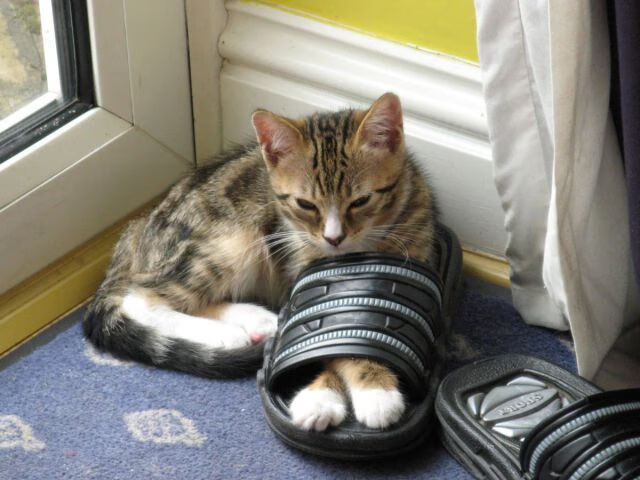 意甲长传撕裂：瞬间突破带来得分机会，意甲传统强队